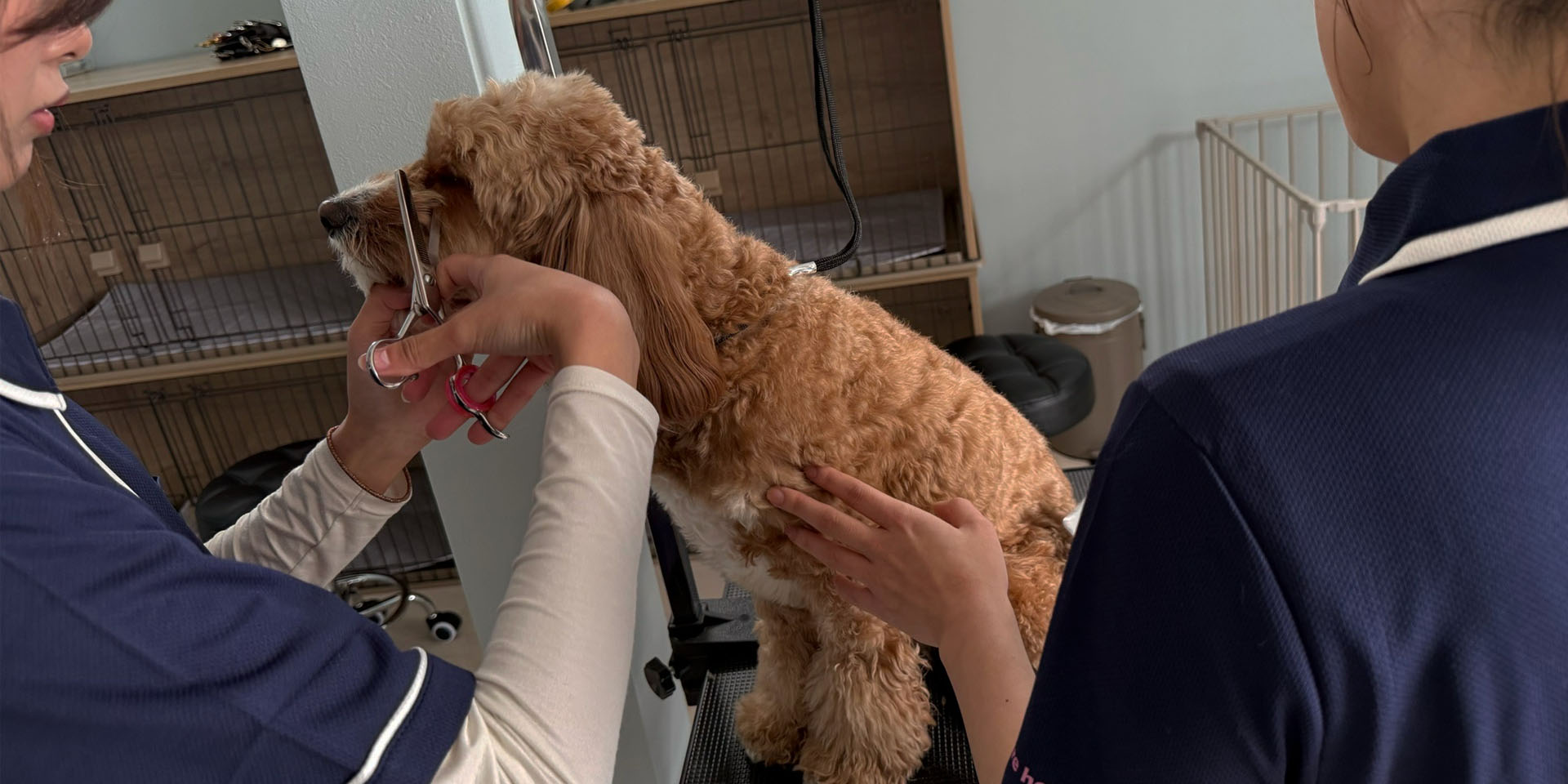 ドッグケアーハウスワン トリミングの写真