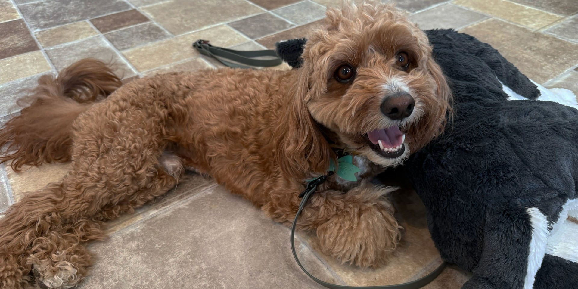 ドッグケアーハウスワン 犬の写真