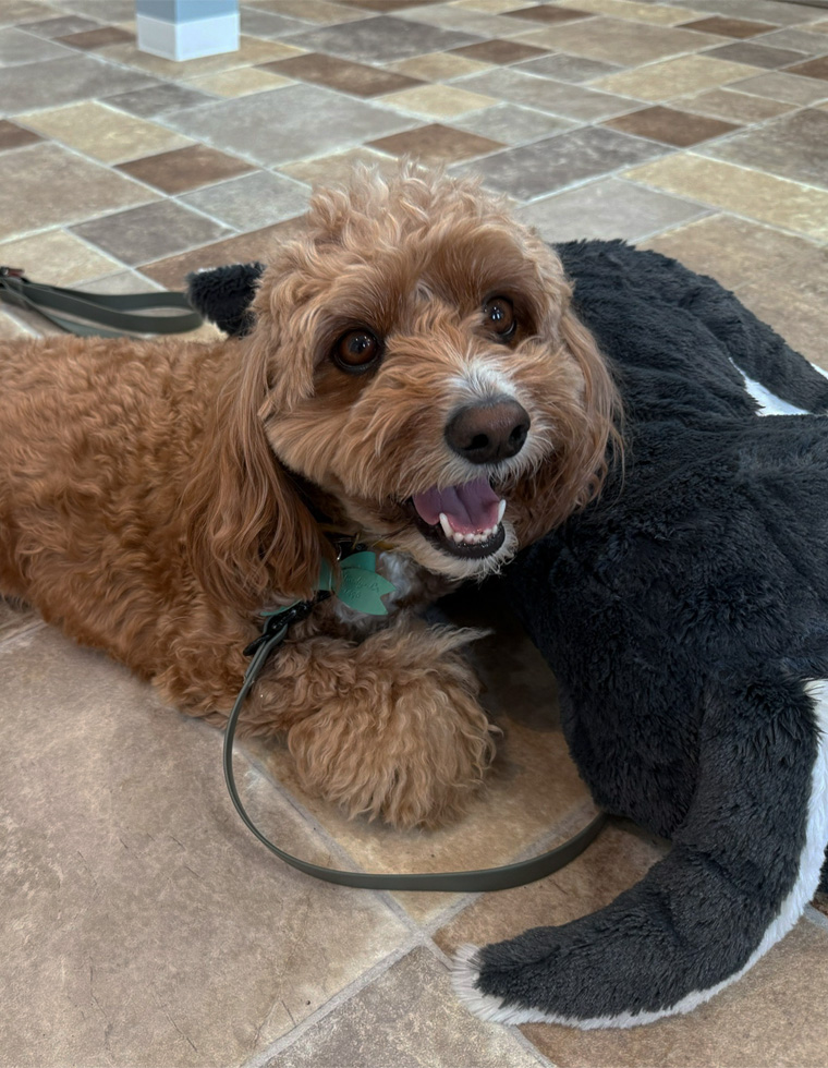 ドッグケアーハウスワン 犬の写真 SP