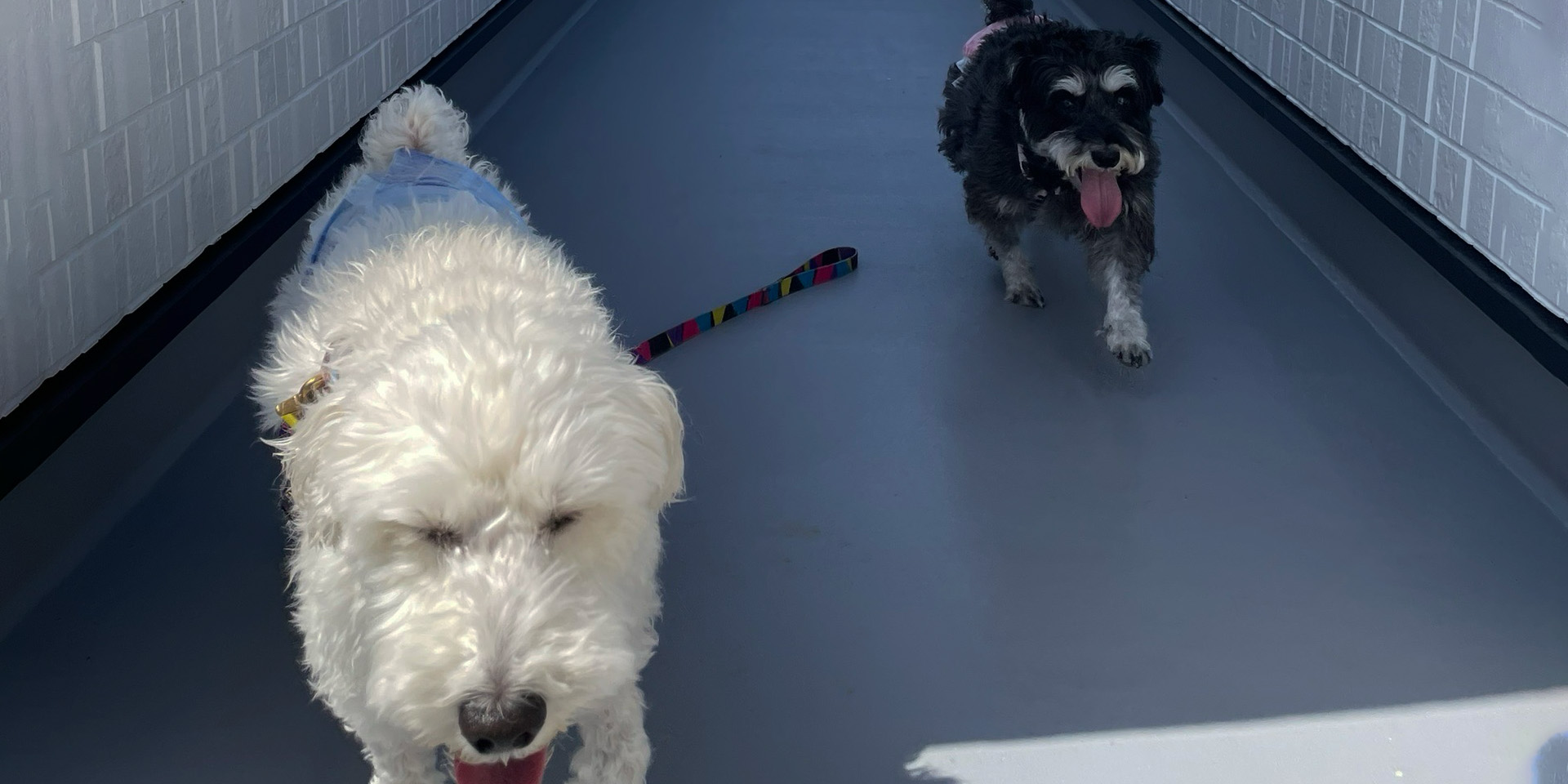 ドッグケアーハウスワン ドッグランの写真