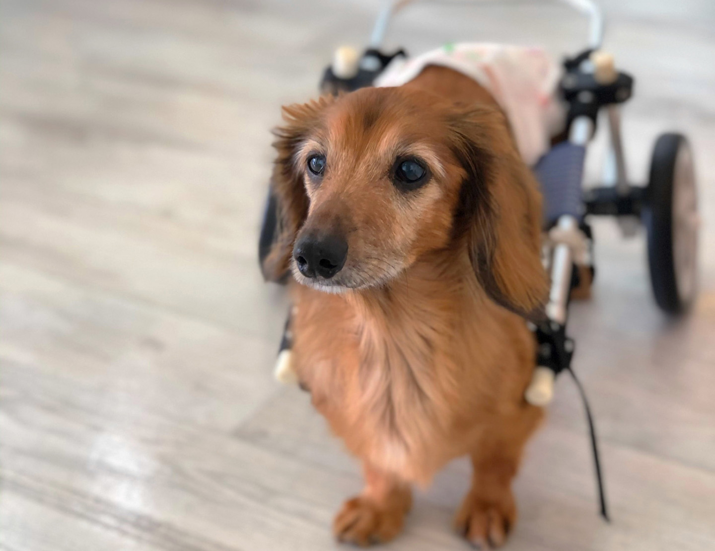 ペットに優しいお店