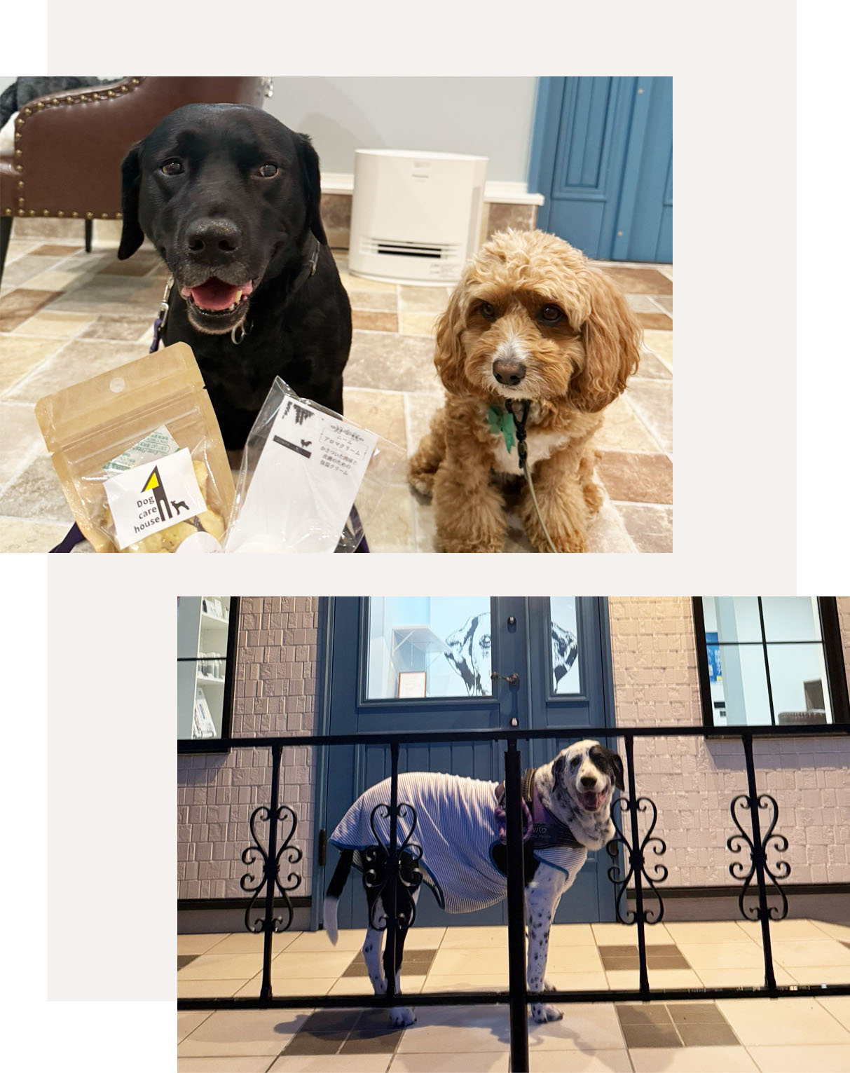 Dog Care House 1 お店のイメージ